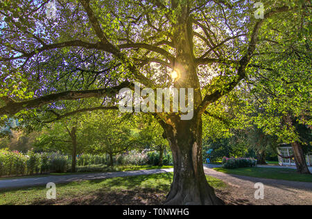 Soleil dans l'arbre avec pavillon, voyage Salzbourg Banque D'Images