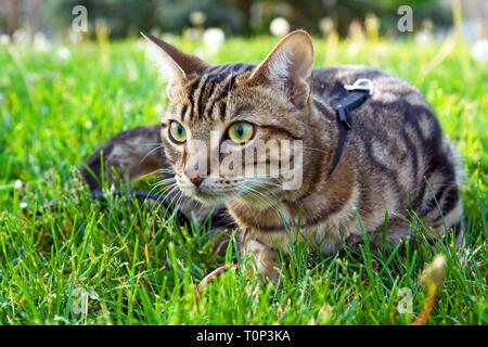 Belles rayures tabby cat avec des yeux jaune vert assis dans l'herbe à l'extérieur de l'exploration de zone. Domestiques animaux animal félin et marche en plein air sur la chasse Banque D'Images