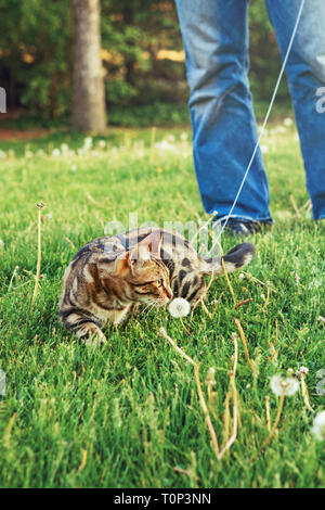 Belles rayures tabby cat avec des yeux jaune vert assis dans l'herbe à l'extérieur de renifler le pissenlit. Propriétaire de l'animal de prendre son animal félin domestique pour marcher o Banque D'Images