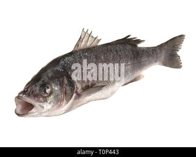 Loup de mer - poisson sur fond blanc Banque D'Images