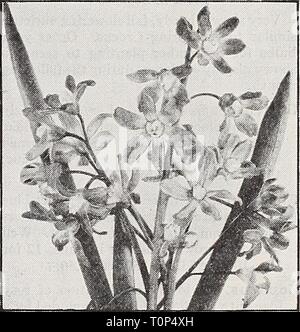 Dreer, plantes, bulbes, rosiers, arbustes, bulbes, plantes du Dreer, roses, des arbustes, des graines pour les semis d'automne 1938 dreersbulbsplant1938henr Année : 1938 Chionodoxa Luciliae a graceful '1 O fof, grandes fleurs bleu ciel profond du 'â ^J'-' sliading à blanc dans le centre. ^^sardensis Chionodoxa ir* apporte à la fQf 10 jardin au printemps de jolies fleurs de *-^ J un bleu profond riche année après année. ^Oo Banque D'Images