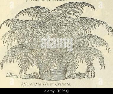 La liste 1887 Dreer ampoule ampoule Dreer's list : 1887 dreersbulblist181887henr Année : 1887 24 l'pIlJTUMN DREER (E ?LANT LflST. D racena T ermi nal est. L'un des plus souhaitable des plantes décoratives ; son feuillage brillant rendant visible où- jamais placé, alors que sa capacité de tenir la chaleur et de la sécheresse, il est indispensable pour la culture de la chambre. 30 cents à f 1,00 chacune. Fougères.-suite.) Onychium japonicum. Polypodium aureum. Pteris argyrea, ' cretica albo lineata. ' Nemoralis. ' Palmata, Pteris serrulata. ' ' Cristata. ' Tremula. ' Tricolore. 50 cents. Sitalobium cicutarium, 25 cents chacun ; Banque D'Images