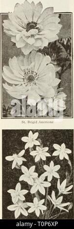 Dreer ampoules de plantes, arbustes, bulbes de Dreer : Plantes, arbustes, et des semences pour la plantation d'automne1936dreersbulbsplant henr Année : 1936 Brodiaea-originaire de notre Far West Banque D'Images