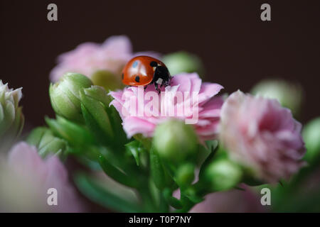 Coccinelle sur belle fleur fleurs Kalanchoe. Kalanchoe plante Banque D'Images