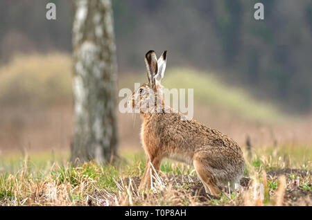 Wild brown hare (Lepus europaeus) assis dans un champ Banque D'Images