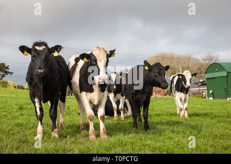 Fennell's Bay, Cork, Irlande. Mar 21, 2019. Le Royaume-Uni est le plus grand marché de la viande bovine irlandaise, qu'il représentait plus de 57  % des exportations de bœuf irlandais en 2015. Extorque de boeuf de l'Irlande vers le Royaume-Uni est évaluée à près de 1,1 milliard d'euros par an et est maintenant une inquiétude pour les agriculteurs avec Brexit imminente. L'image montre le pâturage de l'année dans une ferme de Fennell's Bay, dans le comté de Cork, Irlande. Crédit : David Creedon/Alamy Live News Banque D'Images