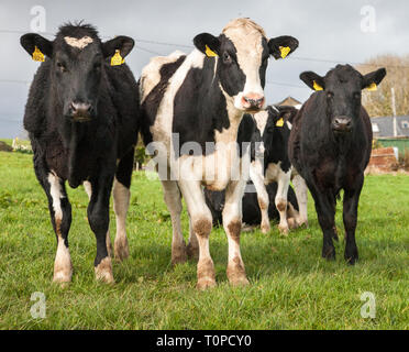 Fennell's Bay, Cork, Irlande. Mar 21, 2019. Le Royaume-Uni est le plus grand marché de la viande bovine irlandaise, qu'il représentait plus de 57  % des exportations de bœuf irlandais en 2015. Extorque de boeuf de l'Irlande vers le Royaume-Uni est évaluée à près de 1,1 milliard d'euros par an et est maintenant une inquiétude pour les agriculteurs avec Brexit imminente. L'image montre le pâturage de l'année dans une ferme de Fennell's Bay, dans le comté de Cork, Irlande. Crédit : David Creedon/Alamy Live News Banque D'Images