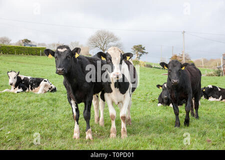 Fennell's Bay, Cork, Irlande. Mar 21, 2019. Le Royaume-Uni est le plus grand marché de la viande bovine irlandaise, qu'il représentait plus de 57  % des exportations de bœuf irlandais en 2015. Extorque de boeuf de l'Irlande vers le Royaume-Uni est évaluée à près de 1,1 milliard d'euros par an et est maintenant une inquiétude pour les agriculteurs avec Brexit imminente. L'image montre le pâturage de l'année dans une ferme de Fennell's Bay, dans le comté de Cork, Irlande. Crédit : David Creedon/Alamy Live News Banque D'Images