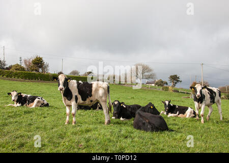 Fennell's Bay, Cork, Irlande. Mar 21, 2019. Le Royaume-Uni est le plus grand marché de la viande bovine irlandaise, qu'il représentait plus de 57  % des exportations de bœuf irlandais en 2015. Extorque de boeuf de l'Irlande vers le Royaume-Uni est évaluée à près de 1,1 milliard d'euros par an et est maintenant une inquiétude pour les agriculteurs avec Brexit imminente. L'image montre le pâturage de l'année dans une ferme de Fennell's Bay, dans le comté de Cork, Irlande. Crédit : David Creedon/Alamy Live News Banque D'Images