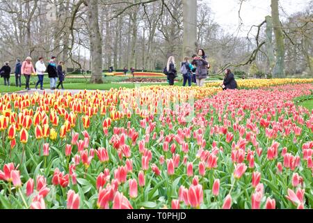 Lisse, aux Pays-Bas. Mar 21, 2019. Les visiteurs profiter de la vue des tulipes en fleurs à Keukenhof Park lors de l'ouverture officielle, à Lisse, aux Pays-Bas, le 21 mars 2019. Le parc est ouvert au public du 21 mars au 19 mai. Credit : Sylvia/Xinhua/Alamy Live News Banque D'Images