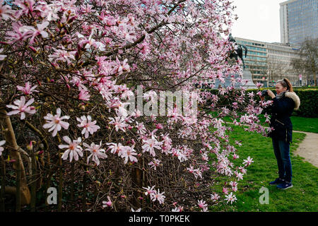 Bruxelles, Belgique. Mar 20, 2019. Une femme prend des photos de fleurs près du Palais Royal de Bruxelles à Bruxelles, Belgique, le 20 mars 2019. Credit : Zhang Cheng/Xinhua/Alamy Live News Banque D'Images