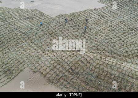 (190322) -- BEIJING, 22 mars 2019 (Xinhua) -- Les ouvriers effectuent en damier de paille dans les barrières de sable du désert de Tengger Zhongwei, ville du nord-ouest de la Chine, région autonome du Ningxia Hui, 11 juin, 2018. Le monde est devenu un endroit plus vert qu'il y a 20 ans, en grande partie grâce aux efforts de reboisement de la Chine qui sont assez ambitieux d'avoir un impact significatif sur la mission mondiale de la réduction des émissions de carbone. Chaque 21 mars, l'Organisation des Nations Unies (ONU) fait prendre conscience de l'importance de tous les types de forêts, offrant l'opportunité aux pays de réfléchir à leurs efforts de boisement. Banque D'Images