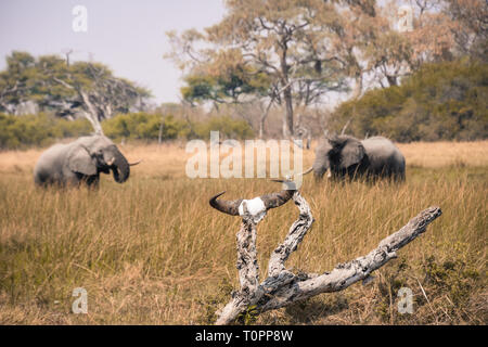 Savuti, Parc National de Chobe, au Botswana. Septembre - crâne avec cornes de bison assis sur une branche d'arbre mort dans la savane avec des éléphants en arrière-plan Banque D'Images