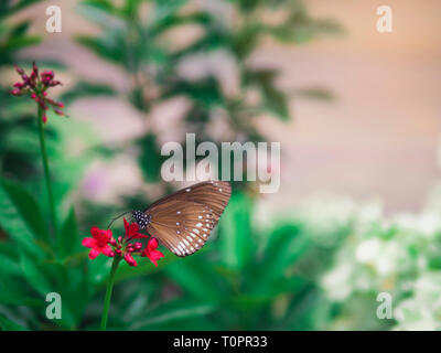 Close up brown butterfly Spotted noir corbeau (Euploea vollmer - bremeri) fleur rouge sur fond vert avec jardin Banque D'Images