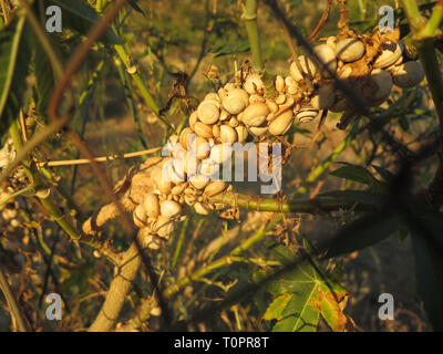 Bande d'Escargots sur l'absorption de la direction générale de l'humidité nuit en campagne andalouse Banque D'Images