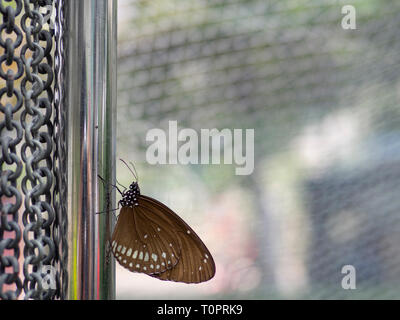 Close up brown butterfly Spotted noir corbeau (Euploea vollmer - bremeri) le pôle Inox Banque D'Images