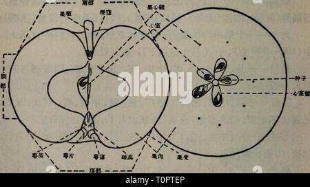 Dong bei guo ping ping guo dong bei broche broche zhong jie shuo dongbeipingguopi00jink Banque D'Images