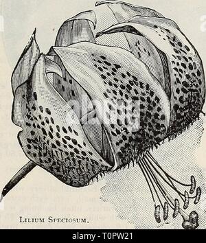 Catalogue automne 1906 l'Dreer (1906) Dreer catalogue automne 1906 l'dreersautumncata1906henr Année : 1906 Hakrisii LiLiUM LiLIUM Speciosum (Bermuda Ea&Lt ;;tcr Lily). Pardalinum. Scarlet, l'ombrage de riches yel- basse, tachetés de brun-pourpre ; 3 pieds ; Juillet août. h. chaque cts ; 1,50 $ par doz, Superbum. Une belle variété indigène ; lumineux orange rougeâtre, repéré ; 3 à 6 pieds ; d'août. 12 cts. Chaque ; 1,25 $ par douz. Speciosum Album. L'Speciosum ou Lancifolium sont le plus important de tous les lys Japonais, toujours satisfaisante ; la variété ici proposé a de grandes fleurs blanches de grande substance, wit Banque D'Images