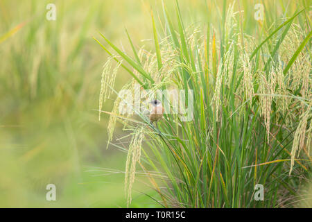 L'Stejneger Stonechat (Saxicola stejnegeri) sur plant de riz Banque D'Images