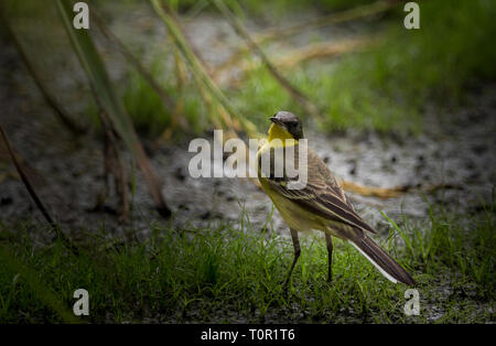 L'Est de la bergeronnette printanière (Motacilla flava) on Green grass Banque D'Images