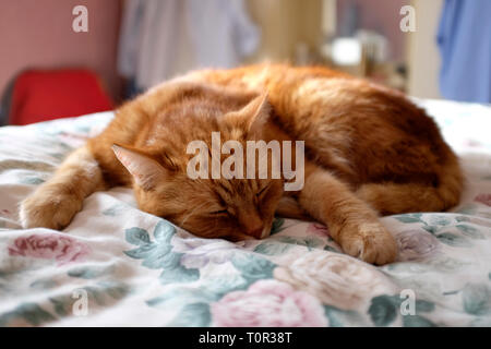 Grand,le gingembre,tom,cat,endormi,sur,couette,sur,chambres,Angleterre, Banque D'Images