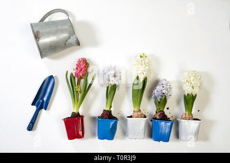 Jacinthes multicolores dans des pots en plastique pour les semis se coucher sur une table en bois Banque D'Images