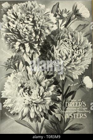 Dreer's garden book 1916 (1916) du livre jardin Dreer 1916 dreersgardenbook1916henr Année : 1916 Banque D'Images