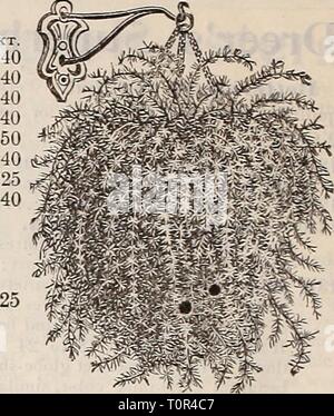 Dreer 1901 Calendrier du jardin (1901) Le jardin 1901 Dreer1901dreers calendrier jardin1901henr Année : 1901 DotJBLE fleur de Camélia Baume. Sfrengeri d'asperges. ASPERULA ODORATA. (Woodrufl doux".) par PKT. 1241 L'ancienne fa- vorite parfumé cultivé pour ses feuilles et tiges, qui, lorsqu'il a séché, n'ont pas une odeur de foin fauché-au contraire de l'État, et sont utilisés pour putiing parmi les vêtements, etc. ; également utilisé dans l'Allemagne à la saveur ',' ou Maitrank vin peut donner un bouquet agréable de cette boisson populaire ; meilleur parmi la shrubberv, bois ou dans d'autres position semi-ombragées où il peut demeurer en place Banque D'Images