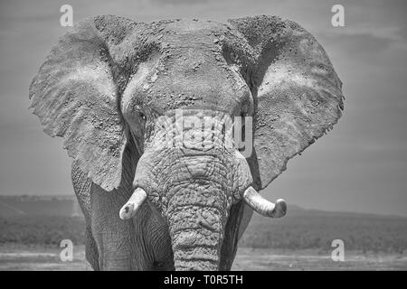 Face portrait noir et blanc d'un grand éléphant africain taureau. Head shot avec visage et oreilles grandes défenses Banque D'Images