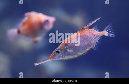 Vue rapprochée d'une espèce snipefish (Macroramphosus scolopax) Banque D'Images