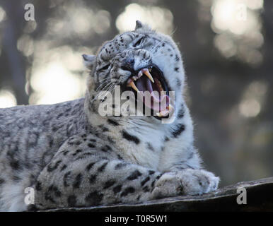 Snow Leopard rugissant Banque D'Images