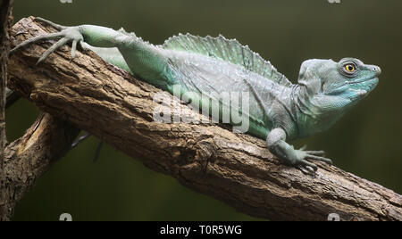 Vue rapprochée d'un basilisk (Basiliscus plumifrons plumes) Banque D'Images