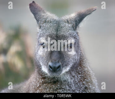 Vue Portrait d'un wallaby à cou rouge (Macropus rufogriseus) Banque D'Images