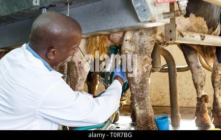 Ferme laitière en peignoir homme travaillant avec grange dans les machines à traire la vache automatique Banque D'Images