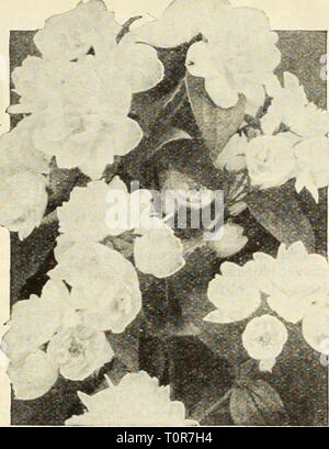 Dreer catalogue automne de bulbes d'automne de Dreer catalogue de bulbes : Plantes, arbustes, et des semences pour la plantation d'automne1934dreersautumncata henr Année : 1934 Kolkwitzia amabilis Kolkwitzia amabilis-Beauty Bush très beau vivaces de Chine, qui ressemble à l'Weigela à laquelle elle est associée. Se développe 6 à 8 pieds de hauteur à maturité et a depuis longtemps. Cette gamme combine tous les avantages d'un arbuste parfait -rusticité, de l'année beauty de feuillage et de l'habitude, et profusion de rose pâle fleurs en forme de cloche en juin. Plantes solides, 2 à 3 pieds de haut, 60c chacune. Ligustrum Ovalifolium aureum PnVe-^ {Rendez Banque D'Images