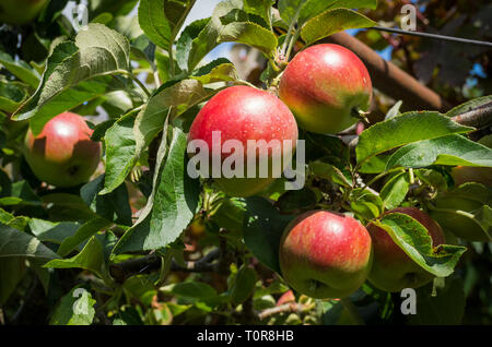 Manger des pommes anglais George Cave poussant sur un arbre en juillet dans un jardin anglais Banque D'Images