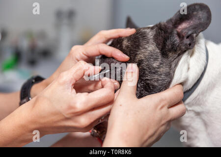 Ophtalmologiste vétérinaire faisant un bilan de l'examen de la vue d'un chien Banque D'Images