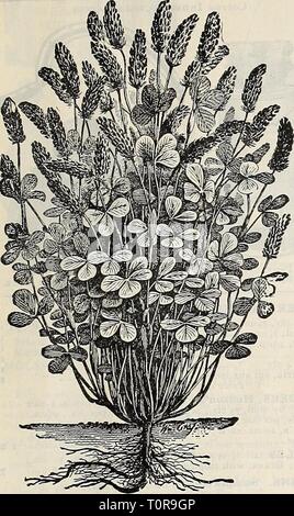 Catalogue automne 1906 l'Dreer (1906) Dreer catalogue automne 1906 l'dreersautumncata1906henr Année : 1906 Preer Antmnii^^s Catalogue X9O6" 55 Une plante trèfle incarnat. (Tiré de la Nature.) CRIMSON OU SCARLET CI.dessus. ( Trifoliitm ijirarnnfinn.) Les grands amendements des sols, Qreen Au début, le pâturage ou l'alimentation animale récolte de foin. La souillure, ou au début de l'green fee I, est impDitiiit dans le e.irly printemps. Comme le trèfle incarnat est tellement en avance sur le pâturage, il peut être facilement coupé et mis à l'écurie. Il ne s'engage pas à faire une deuxième récolte à temps pour tourner sous d'engrais vert. Fertiiizsr. C'est l'un des meilleurs u Banque D'Images
