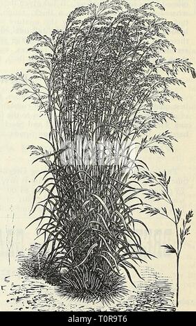 Dreer's garden book 1905 Dreer's garden book : 1905 dreersgardenbook1905henr Année : 1905 Hehds Red-Top, ou l'herbe. ish Blue Grass ou SW-eet de l'herbe. ' Ay, le feuillage est très Lolimn {Le ray-grass italien) Italicmn. Précieux pour les mélanges de pâturage. 50 livres 10 l'acre. Lb., 12 cts. ; par la poste, 20 cts. Par bu. (18 livres), 1,75 $ ; 100 lb, 900 $. La fétuque des prés {Festucaprat/ins). En une excellente herbe pour les pâturages permanents nutritif. Sow 50 livres à l'acre. Lb., ]6 cts.  ? Par la poste 24 cts. ; peu. (22 livres), 3,25 $ ; 100 lb, 13 $. Haut de la Fétuque des prés (Festuca elatior). Très tôt et nutritifs ; shou Banque D'Images