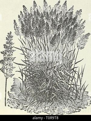 Dreer's garden book 1905 Dreer's garden book : 1905 dreersgardenbook1905henr Année : 1905-PHIIADELPHIAJ ENRTADREER 54&gt;UNE Semences de graminées à pelouse ou terrain. Les prix sont sujets aux changements du marché. Nous faire une spécialité de l'herbe et les graines de trèfle, et envoyer seulement les variétés les mieux adaptées à notre pays. Ces graines sont largement cultivés à l'américaine ; certains sont nécessairement importées. Nos graines sont soigneusement testés pour la pureté et l'geiminating qualités par le Gouvernement Control Station de Zurich, Suisse, ce qui nous permet de garantir pour eux une hioh degré d'excellence et de valeur. Notre Ameri Banque D'Images