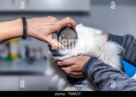 Ophtalmologiste vétérinaire faisant un bilan de l'examen de la vue d'un chien Banque D'Images