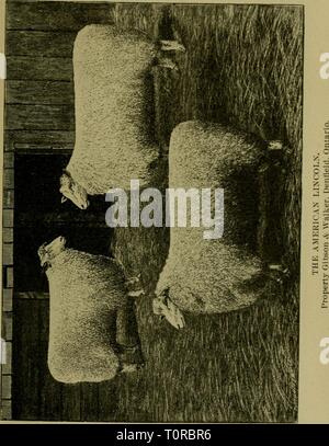 Le mouton domestique son le mouton domestique : sa culture et gestion générale domesticsheepits01stew Année : 1900 Banque D'Images