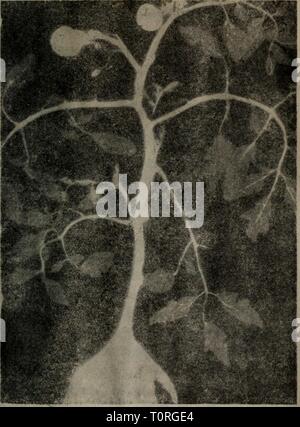 Dong Zhi wu sheng huo Banque D'Images