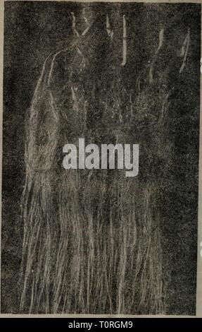 Dong Zhi wu sheng huo Banque D'Images