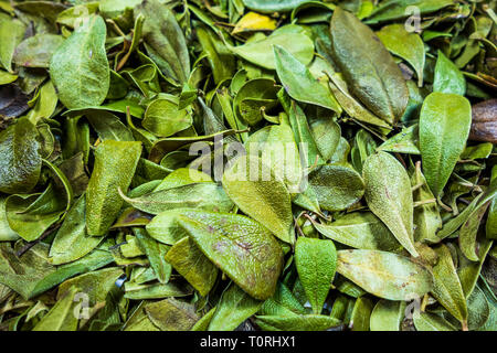 Feuilles sèches de raisins d'ours pour faire des tisanes. Banque D'Images