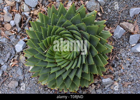 Succulentes (Aloe polyphylla) ou en spirale aloe Banque D'Images