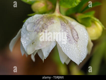 Un plan macro sur une goutte de couverts l'hellébore fleur d'Ellen White double. Banque D'Images