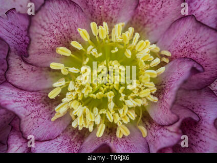 Un plan macro sur une hellebore ellen double fleur pourpre. Banque D'Images