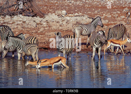 Groupe des springboks et zèbres boire dans un étang du Parc National d'Etosha en Namibie. Banque D'Images