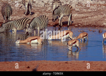 Groupe des springboks et zèbres boire dans un étang du Parc National d'Etosha en Namibie. Banque D'Images